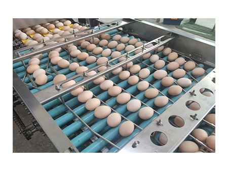Línea de procesamiento de huevos 304A, con limpieza y clasificación (30.000 huevos por hora)