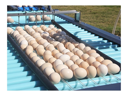 Línea de procesamiento de huevos 303A con limpieza, clasificación y envasado automático (20,000 huevos/hora)